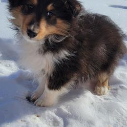 Cody - Black white and tan male Shetland Sheepdog puppy in Conway, Missouri from Brooks's little darlings