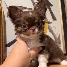 Bellini - Chocolate and tan female Chihuahua puppy in Michigan from Fanciful Thrills Kennel
