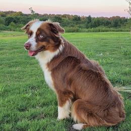 Mika - Australian Shepherd