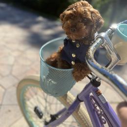 Fiona - Goldendoodle