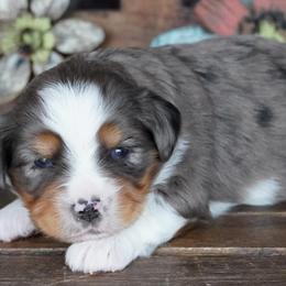 Girl 2 - Blue merle female Miniature Australian Shepherd puppy in Lawton, Oklahoma from Lindsey’s Aussies