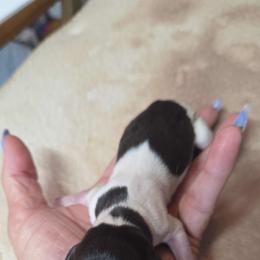 Big boy - Piebald male Dachshund puppy in Ashland, Mississippi from Hope's pups