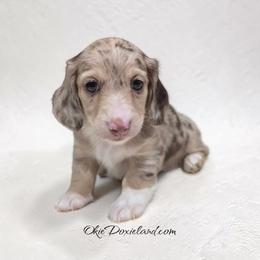 Wally - Chocolate and cream male Dachshund puppy in Oklahoma City, Oklahoma from OkieDoxieland Dachshunds