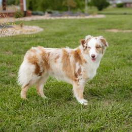 Layla - Australian Shepherd
