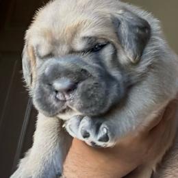 Formentino Boy - Fawn male Cane Corso puppy in Compton, California from Urban League Cane Corso