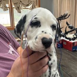 Dalmatian Puppies from Prestige Dalmatians