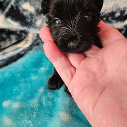 Cupid - Black and gold male Yorkshire Terrier puppy in Dayton, Ohio from Precious Yorkie Babies
