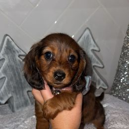 Sassy Moana's mini - Dapple female Dachshund puppy in North Fort Myers, Florida from Trust Fund Devil Kennel