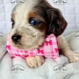 Mr. Red-3800 - Dapple male Dachshund puppy in Sparr, Florida from From the Heart Doxies