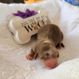 Tan Dappled Girl - Dapple female Dachshund puppy in Burkesville, Kentucky from Bline’s Awesome Aussies & Doxies at the Bline Family Farm