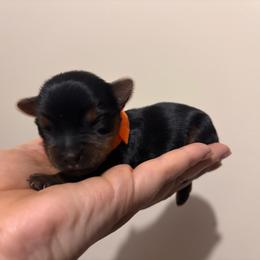 Orange boy - Black and tan male Yorkshire Terrier puppy in Cornelia, Georgia from Kruz Kennels