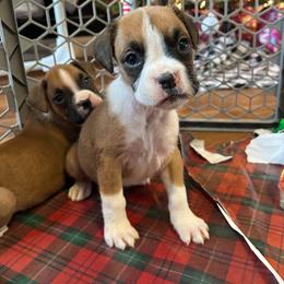 Boxer Puppies from Triple W Boxers