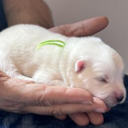 Boy 3 - male Japanese Spitz puppy in Pickerington, Ohio from Mika Japanese Spitz