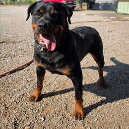 Domnina - Rottweiler