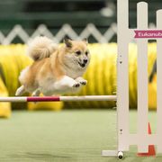 Icelandic Sheepdog All Grown Up from Lukehaven Icelandic Sheepdogs