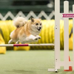 Icelandic Sheepdog All Grown Up from Lukehaven Icelandic Sheepdogs