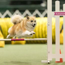 Icelandic Sheepdog All Grown Up from Lukehaven Icelandic Sheepdogs