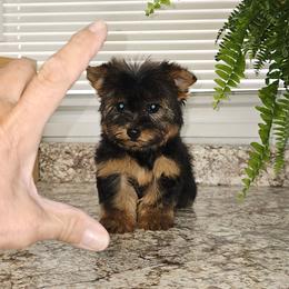 Precious - Black and gold female Yorkshire Terrier puppy in Jamestown, Tennessee from Royal Kennels