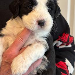 Buddy - Black and white male Tibetan Terrier puppy in Medford, New Jersey from Arkeden Tibetan Terriers