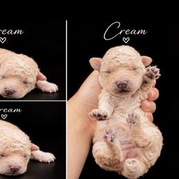 Cream - Cream male Poodle puppy in Live Oak, Florida from Grams Poodle Babies
