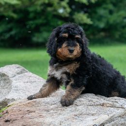 Paprika - Stunning Phantom Female Bernedoodle Family-Raised Beauty - Phantom female Bernedoodle puppy in Eureka, Illinois from Joley Aire Family Dogs