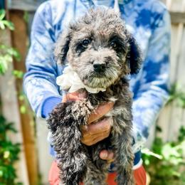 Lainey - Merle female Goldendoodle puppy in Mountain Home, Idaho from MightyDoods