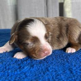 Girl 2 - Red merle female Miniature Australian Shepherd puppy in Sulphur, Louisiana from Triple J Aussies and Corgis