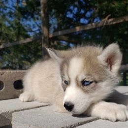 German Shepherd and Siberian Husky Puppies from Sininger Lagoon