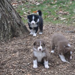 Border Collie Puppies from Platts Hill Border Collies
