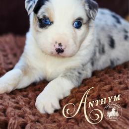 Boy 2 - Blue merle male Australian Shepherd puppy in Ennis, Texas from God’s Little Aussies