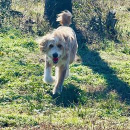 Titan - Aussiedoodle