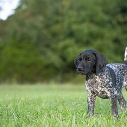 German Shorthaired Pointer and Vizsla Puppies from Nosam Kennels