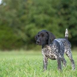 German Shorthaired Pointer and Vizsla Puppies from Nosam Kennels