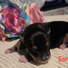 Esme - Black tan and white female Rat Terrier puppy in Divide, Colorado from Outlaw Farm and Kennel