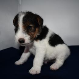 Boomer - White black and tan male Wire Fox Terrier puppy in Draper, Virginia from Shady Oaks WFT