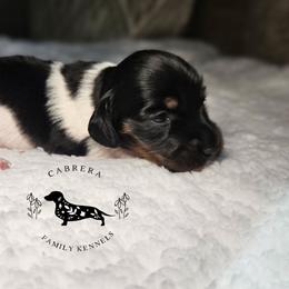 Sammi - Piebald female Dachshund puppy in Modesto, California from Cabrera Family Kennels