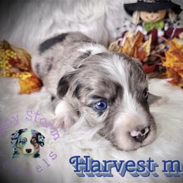 Harvest moon - Blue merle male Miniature Australian Shepherd puppy in Lubbock, Texas from Baby Storm Kennels