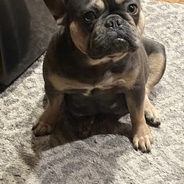 Baylee - French Bulldog