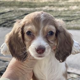 Dachshund Puppies from STORIED DOXIES