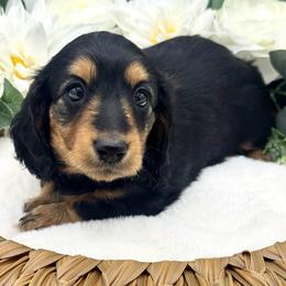 Harbour - Black and tan female Dachshund puppy in Exeter, California from Sawtooth Miniature Dachshunds