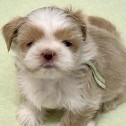 Green boy - Liver male Shih Tzu puppy in Berkeley Springs, West Virginia from Sandridge Shih Tzus