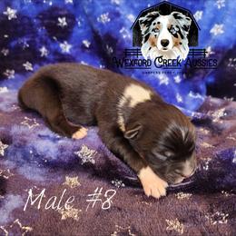 Boy 8 - male Australian Shepherd puppy in Harpers Ferry, Iowa from Wexford Creek Aussies, LLC