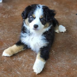 Miniature Australian Shepherds from Lisa's Awesome Aussies