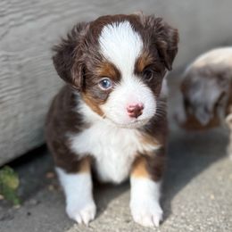 Pine - Red tri male Toy Australian Shepherd puppy in Spokane Valley, Washington from Northern Roots Aussies