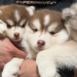 Pomskies from Pinkie's Pomskies