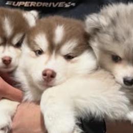 Pomskies from Pinkie's Pomskies