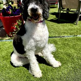 Daph - Goldendoodle