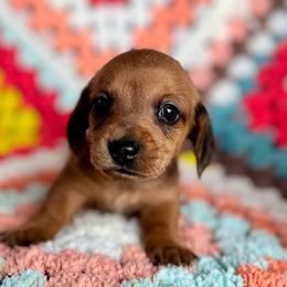 Bandit - Red male Dachshund puppy in Fayetteville, Arkansas from Natural State Dachshunds