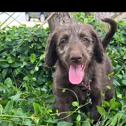 Labradoodle puppies from Purple Heart Canines