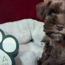 Miniature Schnauzer Puppies from Hampton's Miniature Schnauzers